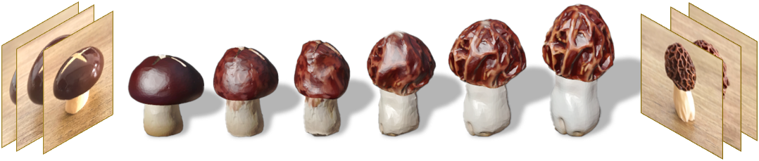 Shiitake to Morel morphing